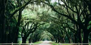 Savannah
